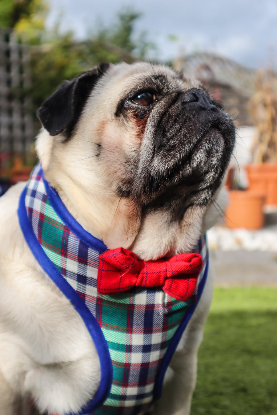 Sir Darwin - Hand-made, luxury plaid harness with bow-tie, pocket and bone button – XS, S, M, L & Custom