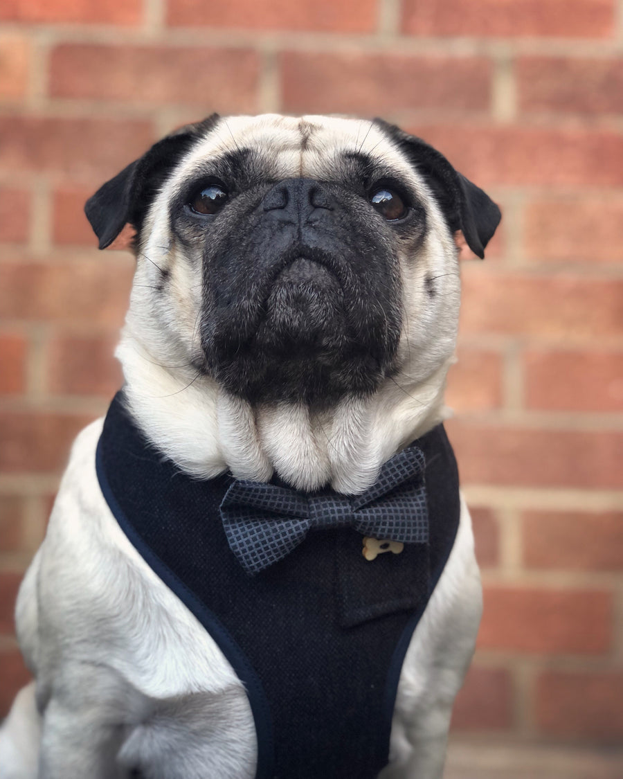 Sir Bill - Hand-made, luxury dark navy fabric harness with grey and navy silk bow-tie, pocket and bone button – XS, S, M, L, XL & Custom