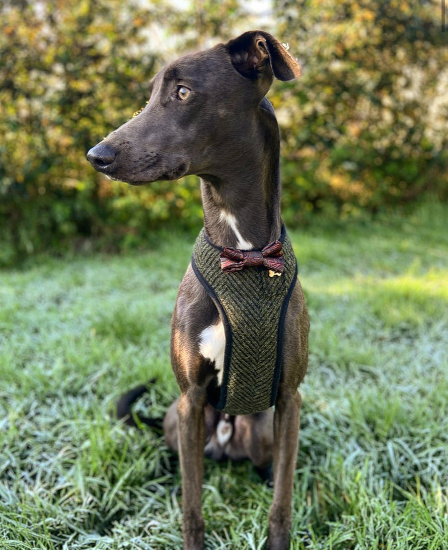 Hello Big Dogs - Sir Cassius - Hand-made, luxury tweed harness with silk paisley bow-tie, pocket and bone button - CUSTOM BIG DOG