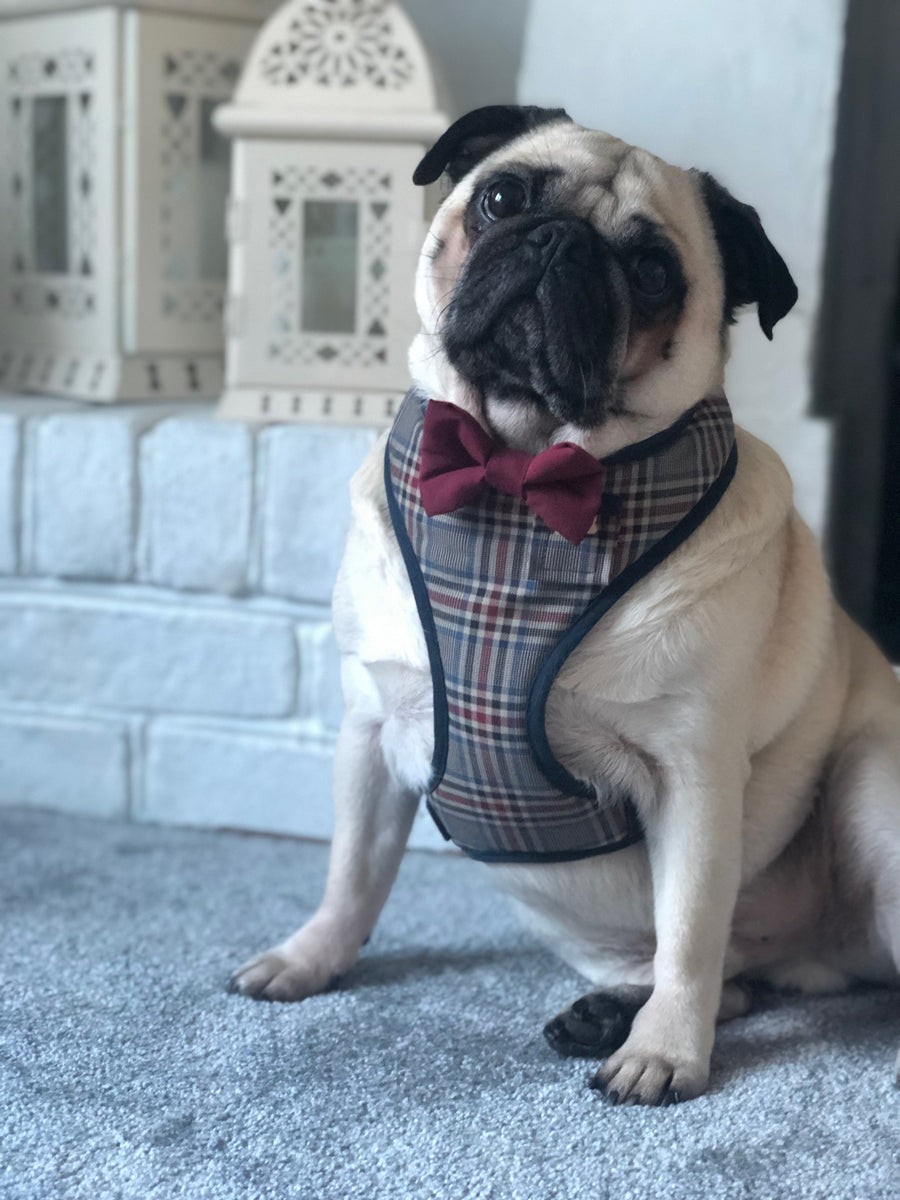 Sir Gareth - Hand-made, authentic gabardine twill harness with burgundy bow-tie, pocket and bone button – XS, S, M, L, XL & Custom