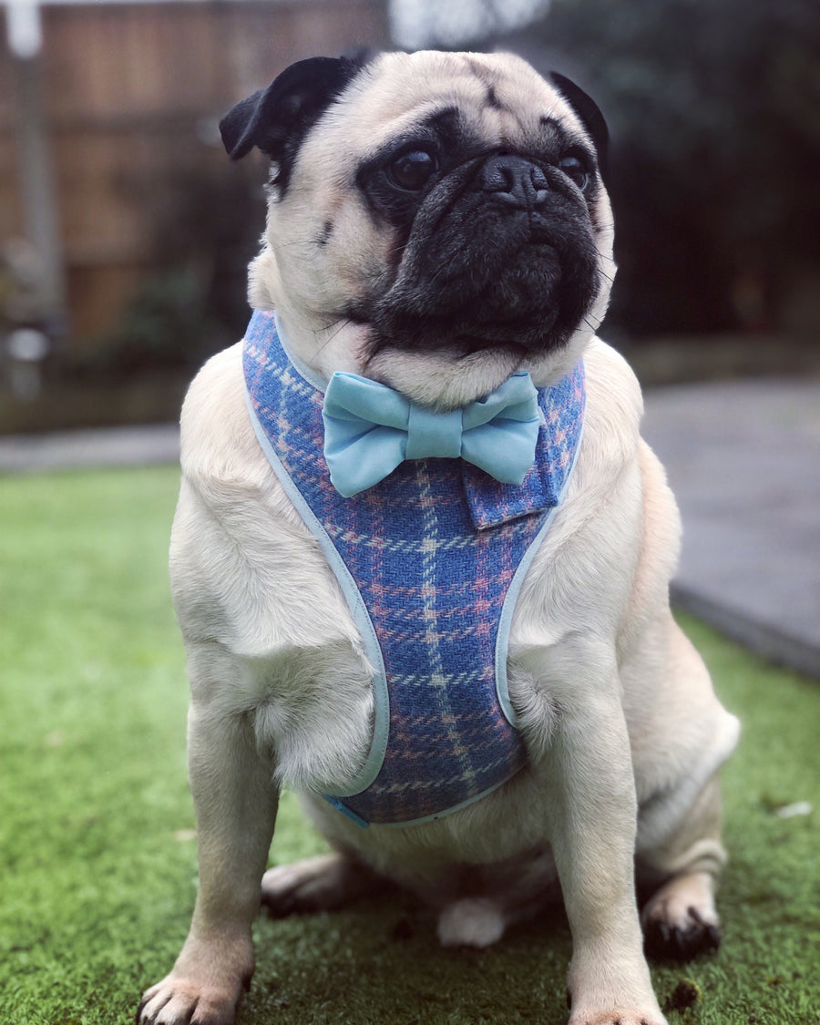 Sir Glenn - Hand-made, Scottish tweed harness with baby blue bow-tie, pocket and bone button – XS, S, M, L & Custom