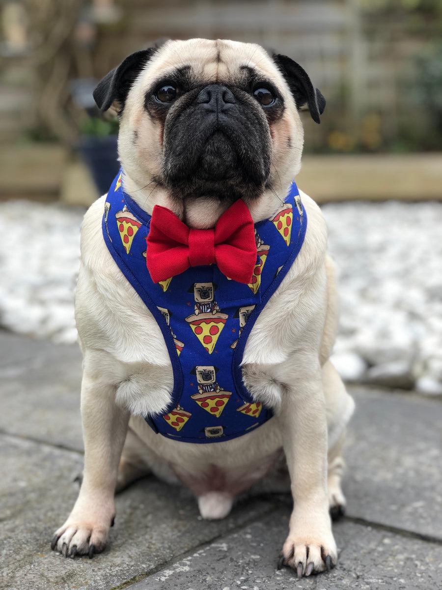 Pizza Pug - Hand-made, pizza pug print harness with red bow-tie, pocket and bone button – XS, S, M, L & Custom