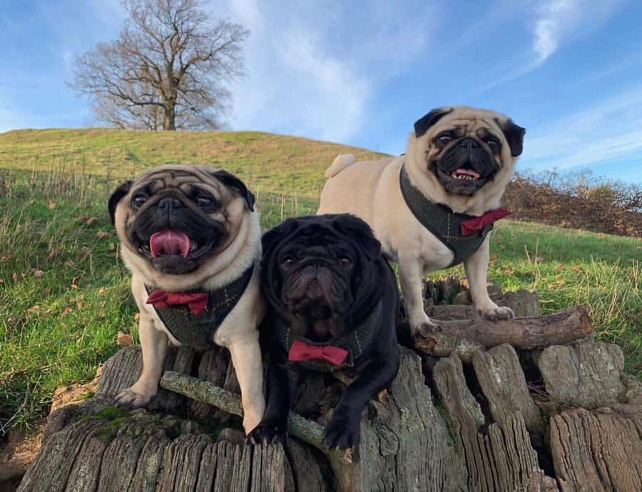 Pugsley, Loki and Chester in their Sir Augustus