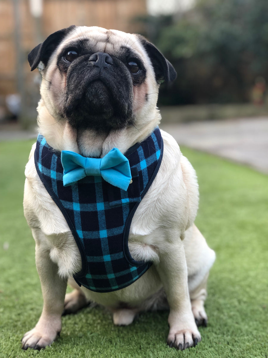 Sir Barnaby - Hand-made, plaid harness with blue bow-tie, pocket and bone button – XS, S, M, L & Custom
