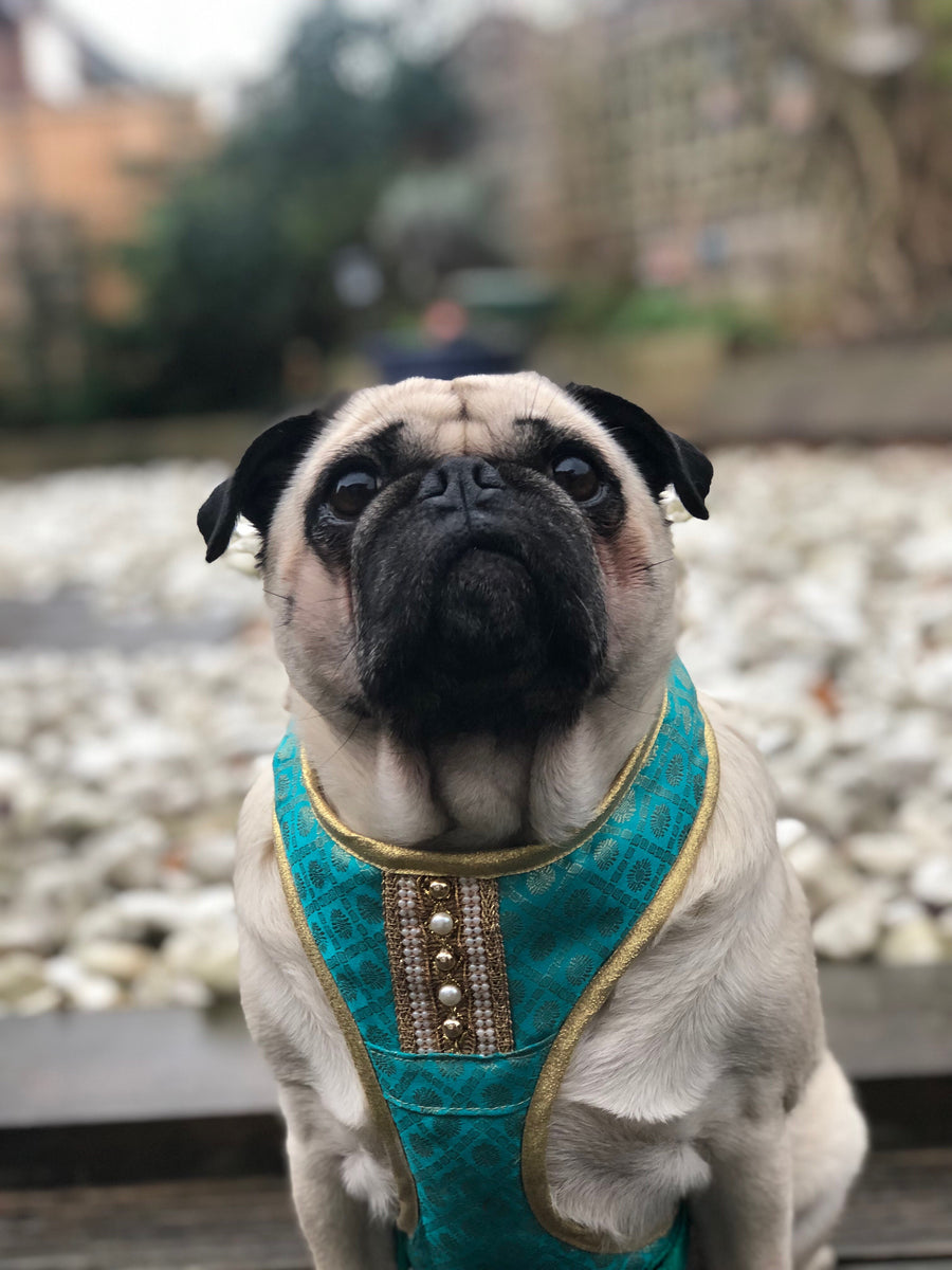 Indian Summer - Turquoise Bollywood style harness with luxury Indian fabric - XS, S, M, L, XL & Custom